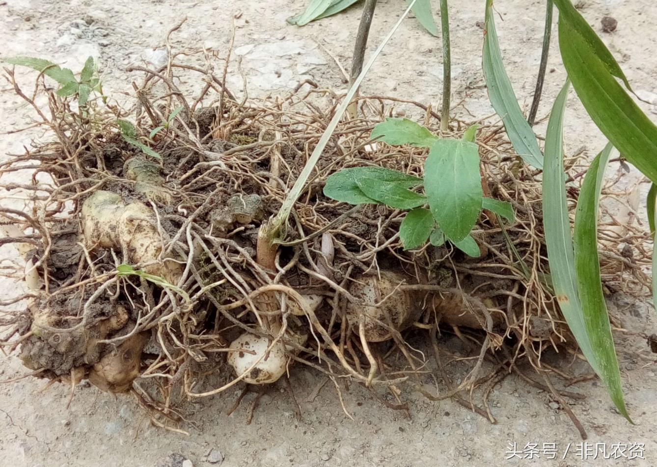 种植这三种药材见效快收益高,这些稀缺的药材农户可以种植吗