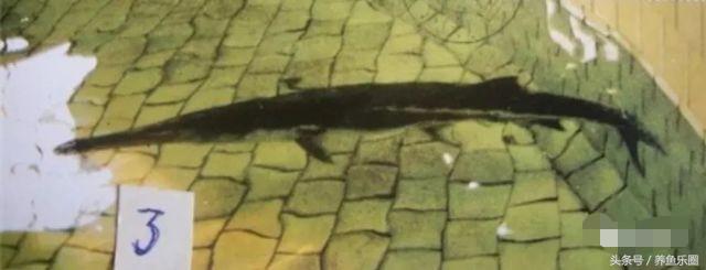 最大鳇鱼有多大图片,大鳇鱼1030斤现状
