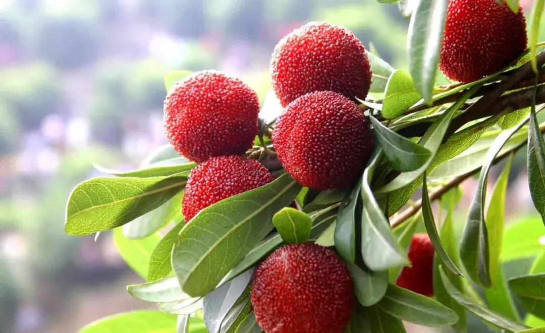 又到一年杨梅季完整视频,又到一年杨梅季