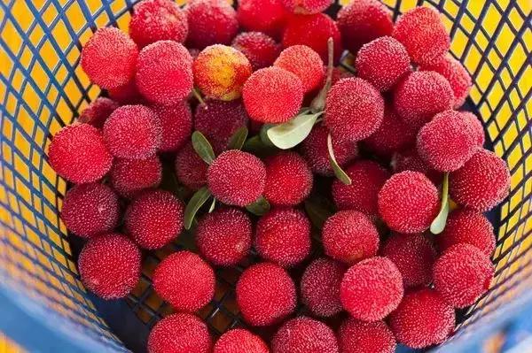 又到一年摘杨梅的季节,又到了杨梅采摘季