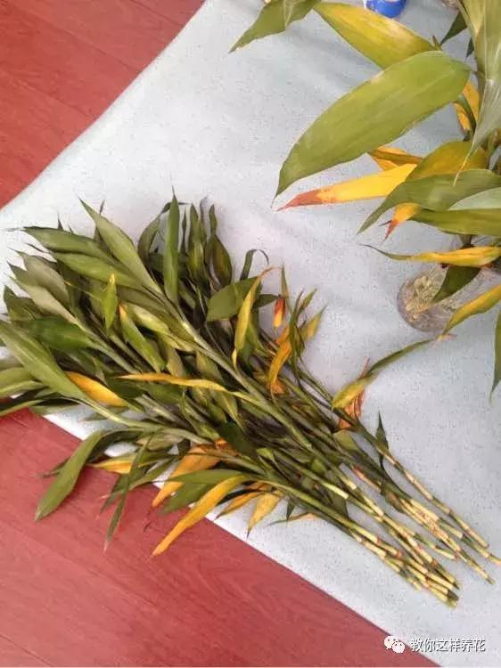 富贵竹节节高黄叶怎么办,节节高富贵竹枯萎黄叶