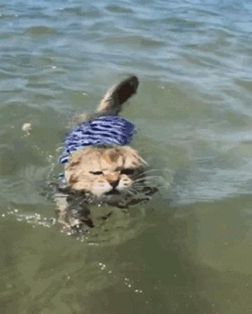 喜欢游泳还要穿订制泳衣下水，又是别人家的猫！