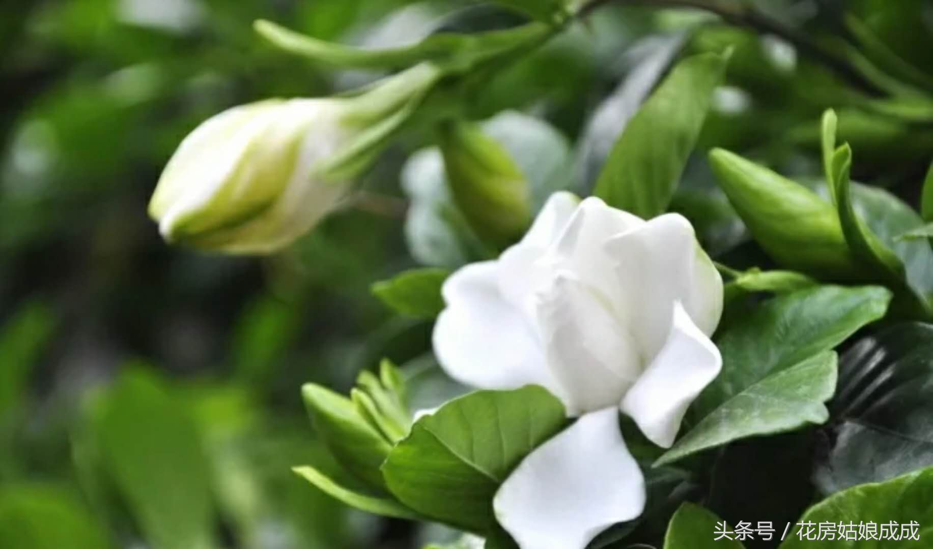 栀子花花开后怎样剪,栀子花剪下来怎么开得久