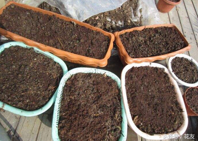 松针肥土怎么制作,松针自制营养土最快的方法