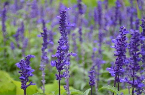 中国薰衣草庄园怎么样,薰衣草庄园到底怎么样