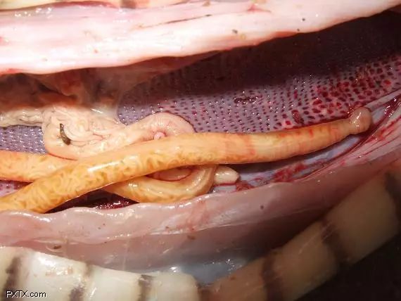 家里进蛇要怎么处理,家里进蛇后多久会死