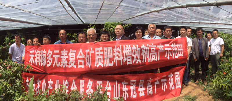 油桃大量上市相约莒县油桃市场,冠县大棚油桃价格表