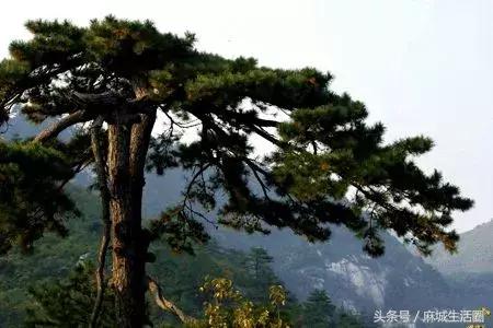 奇闻!文艺大咖在麻城找到梦里桃源,小山坳变艺术村