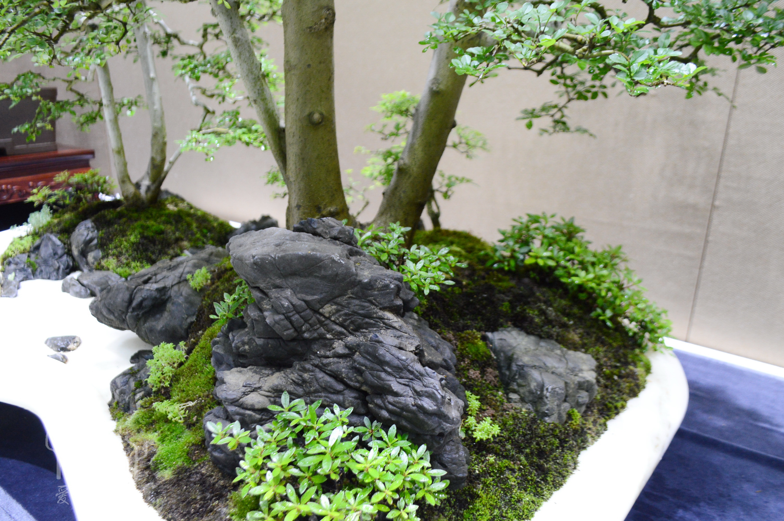 盆景大师张志刚简历,盆景大师张志刚所有作品欣赏