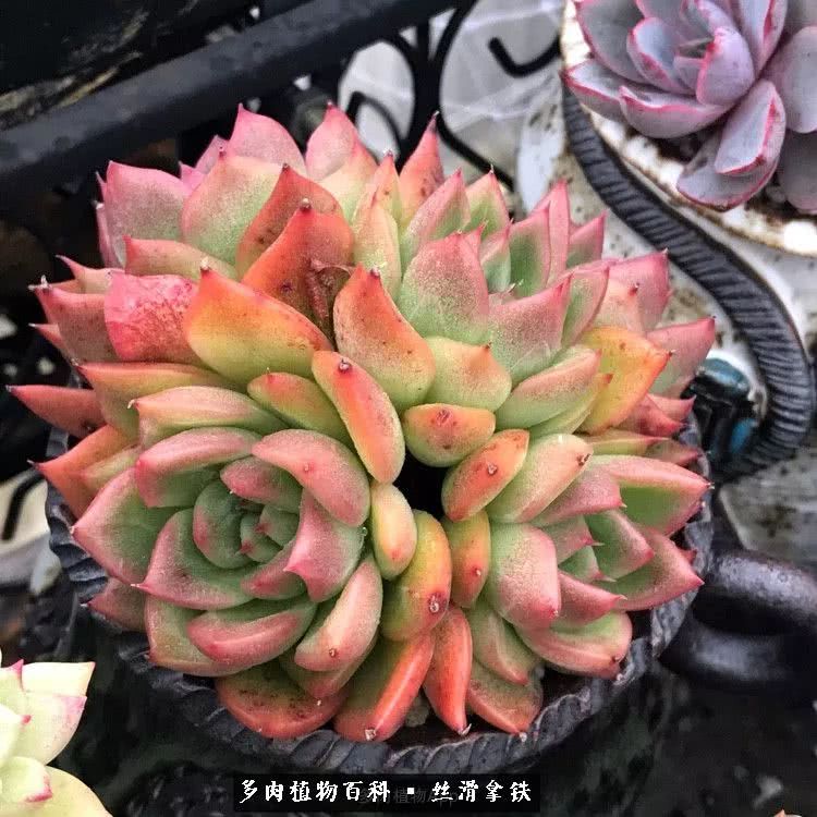 总结一下养多肉的夏天,好养活的多肉冬天和夏天