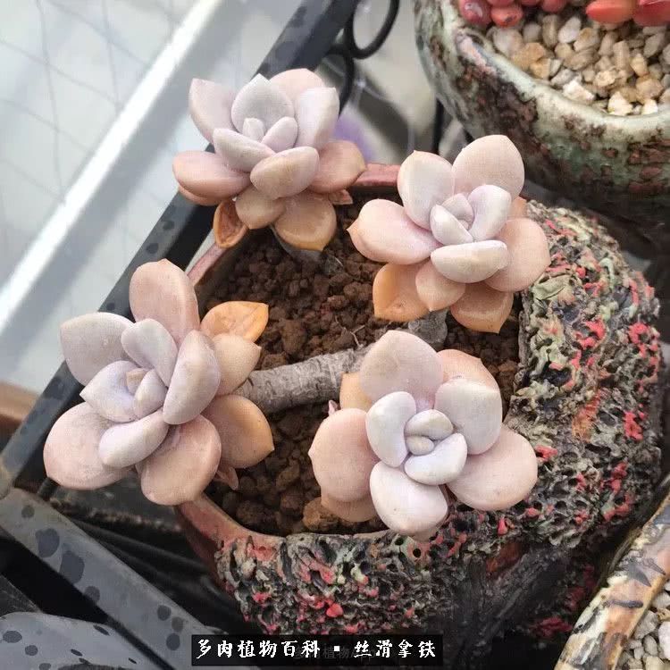 总结一下养多肉的夏天,好养活的多肉冬天和夏天