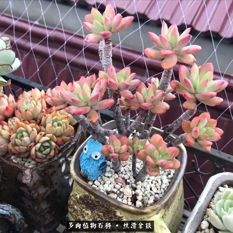 总结一下养多肉的夏天,好养活的多肉冬天和夏天