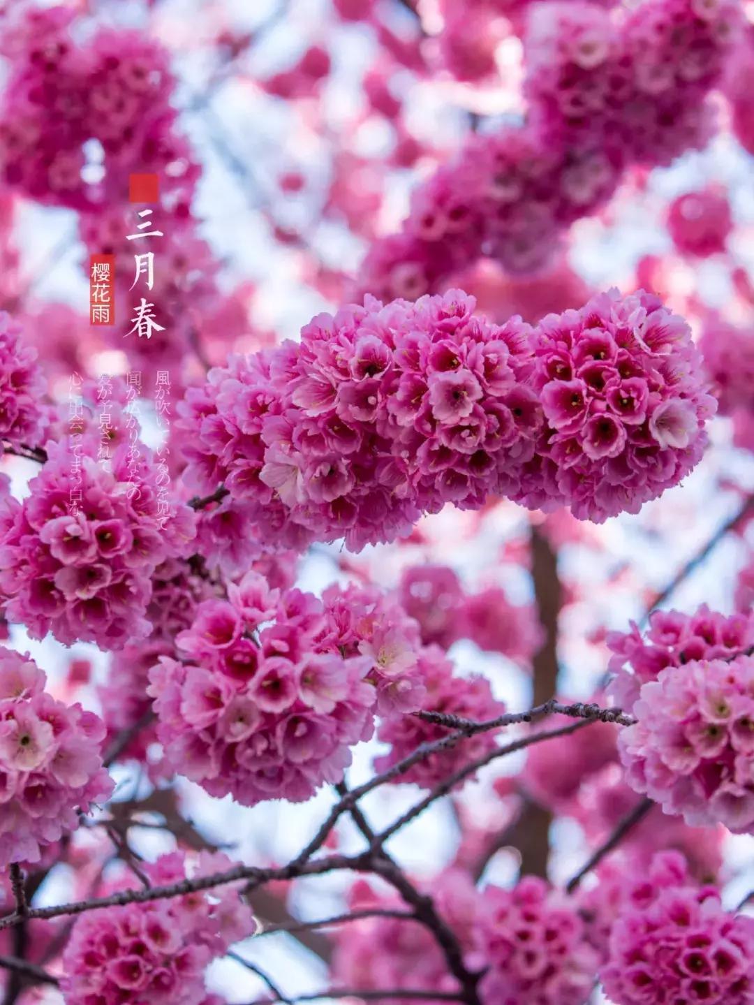 大理每个季节都很美,在大理每天都是那么的美好