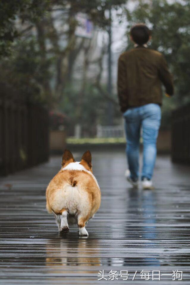 失去了心爱的小动物是种怎样的痛？应该如何走出来？