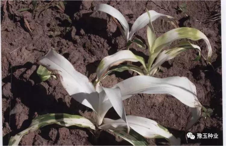 玉米苗发白怎么防治,玉米白苗咋办