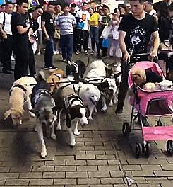 帅哥带13只狗狗出门逛街，应该说带的是一叠毛爷爷才对