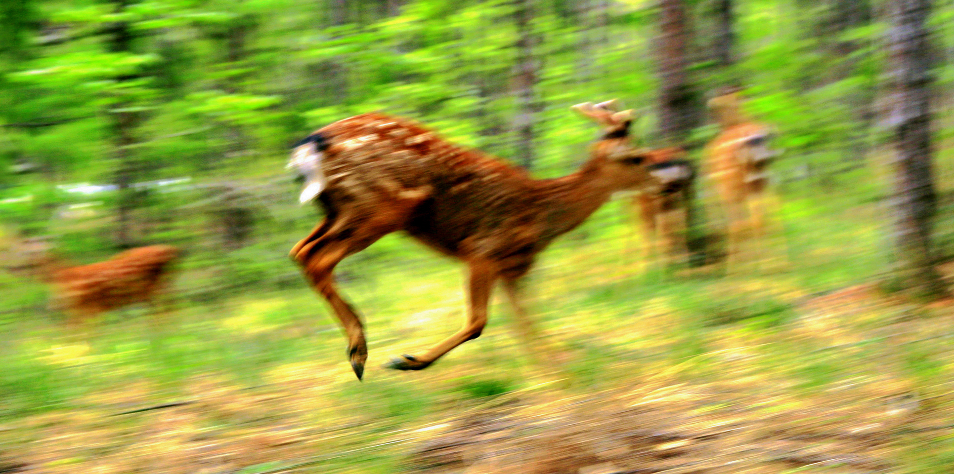 行围东丰，梅花鹿之乡皇家行围与习武东丰县采风记之十七