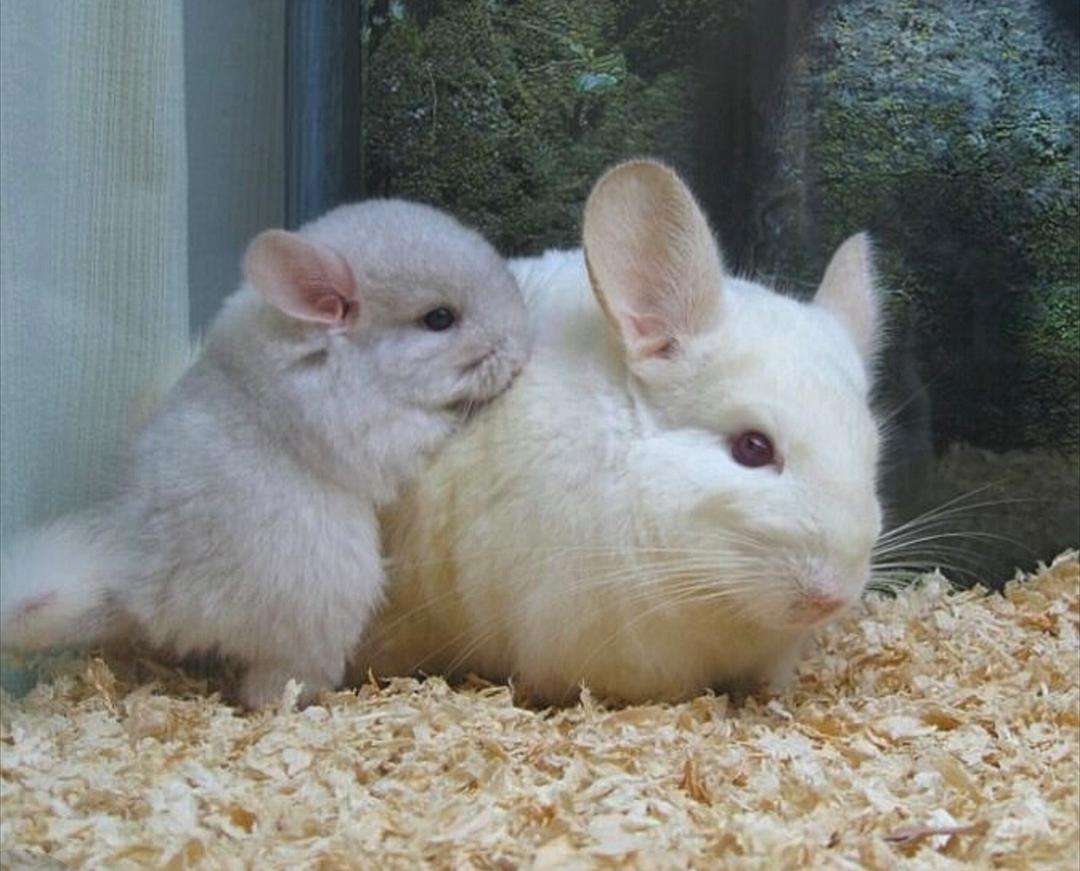 龙猫尿布有用吗 (龙猫厕所尿布)