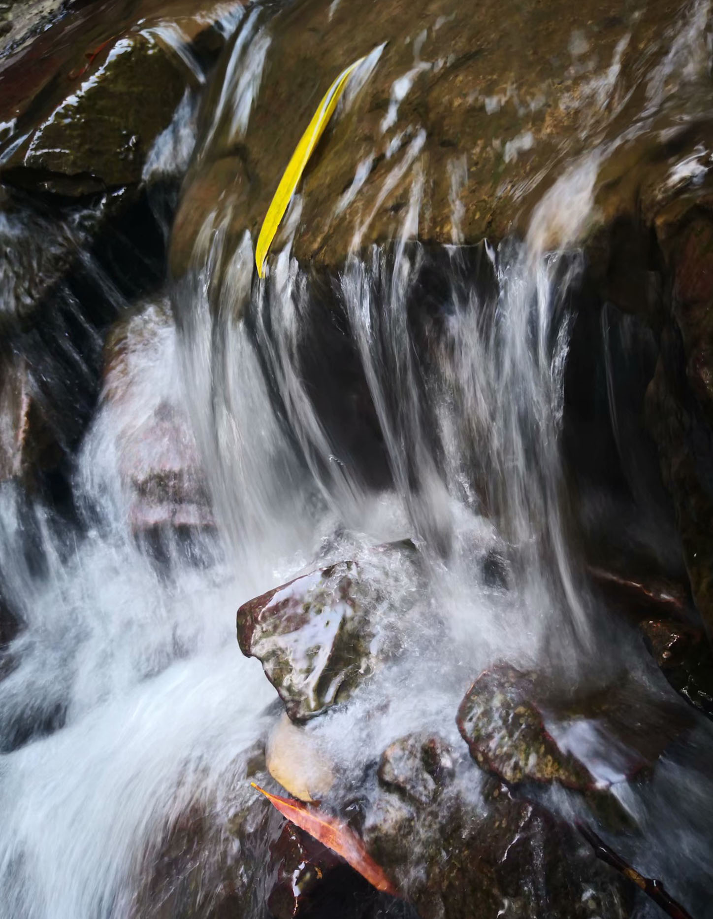 福建儿时的记忆山上的野果,福建山上秋天野果