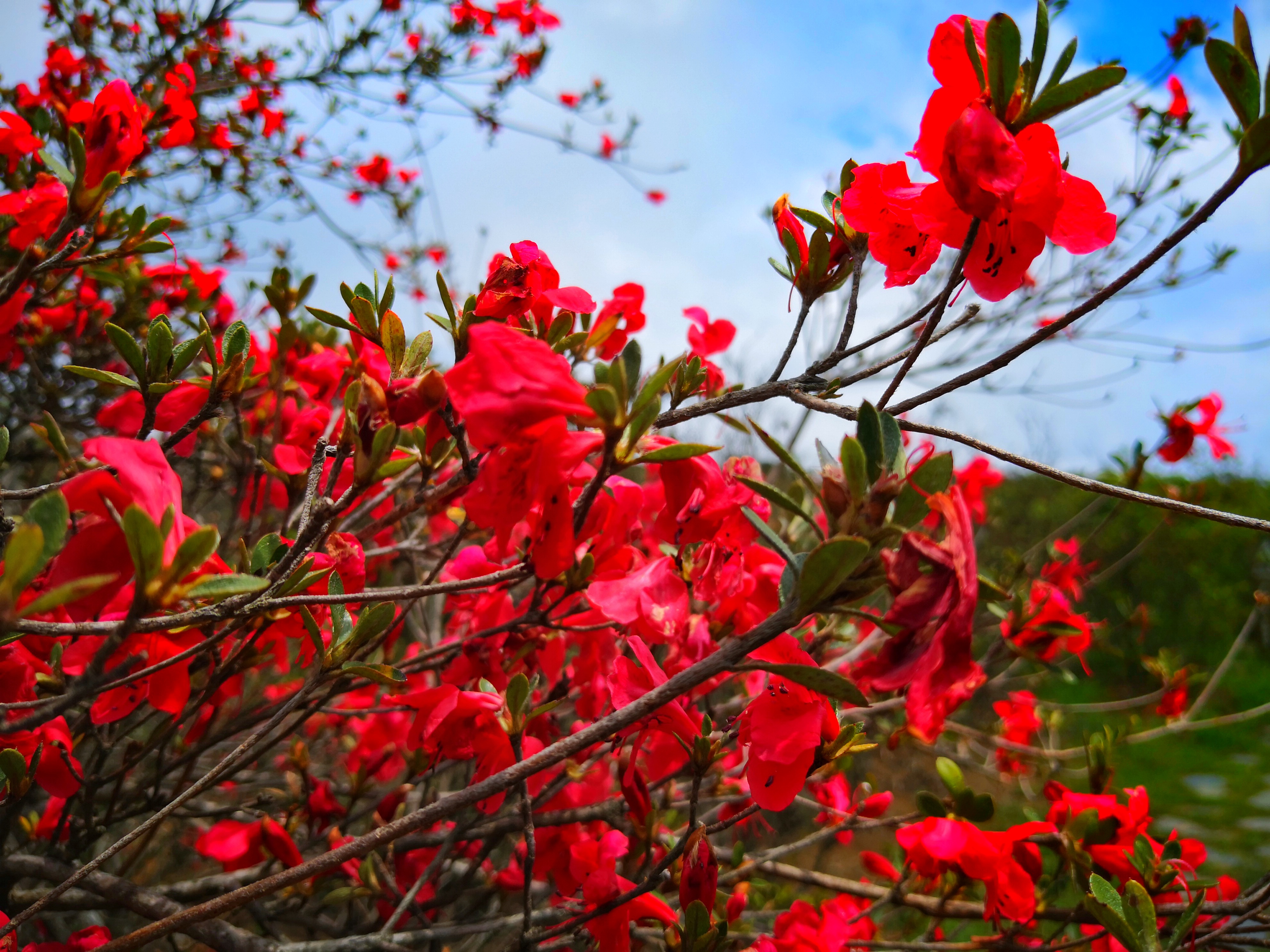 福建儿时的记忆山上的野果,福建山上秋天野果