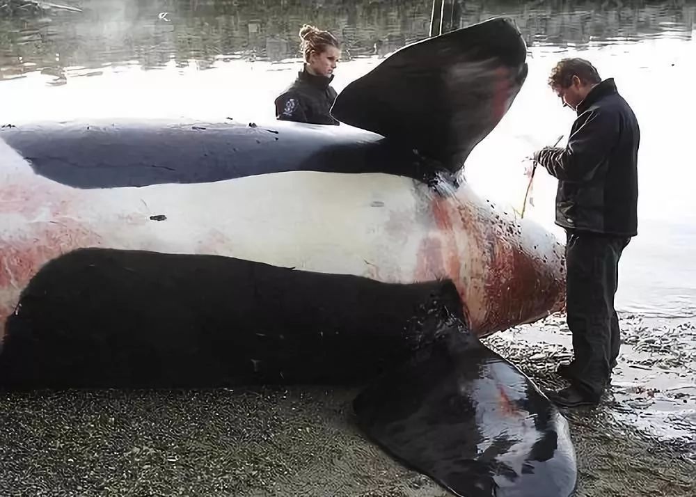 代购背后的骗局,代购十大骗局揭秘图