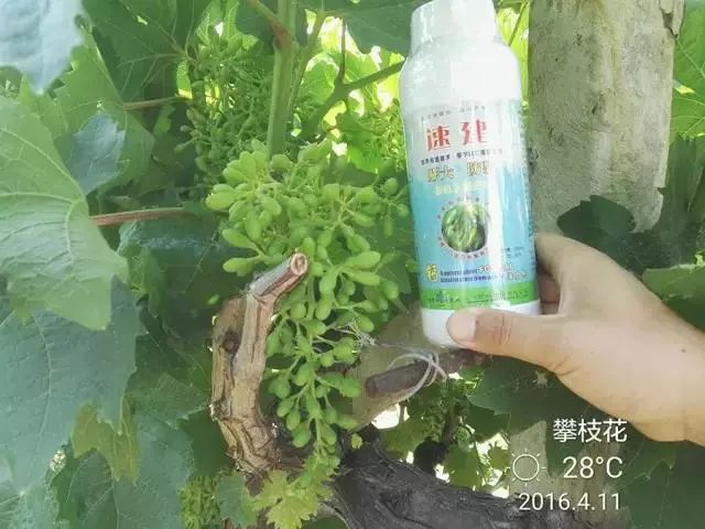 速建：保花保果，膨大防裂，抗逆提质，世界领先的生物激活剂！