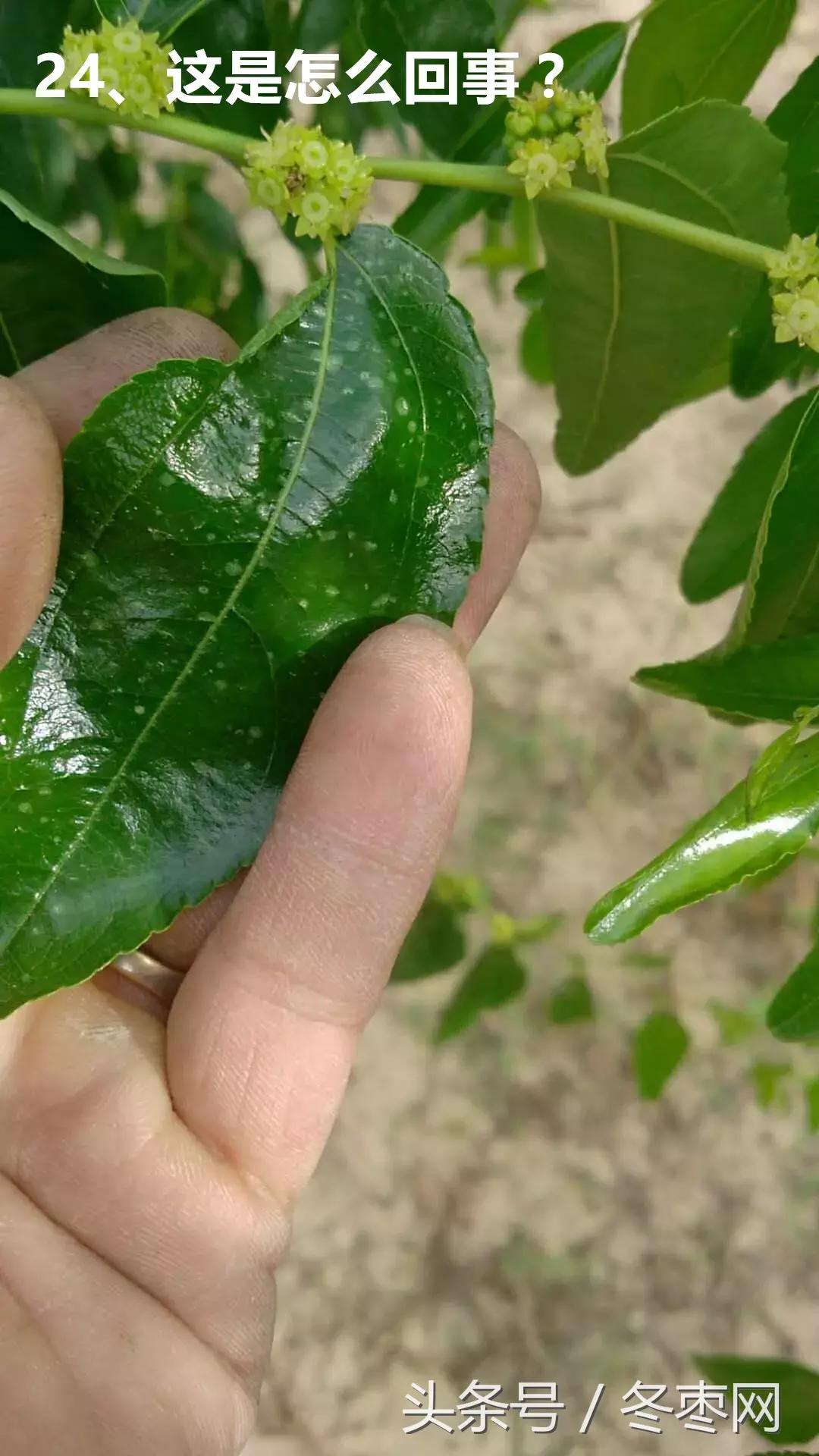 冬枣管理问题100期,冬枣管理问题解答第630期