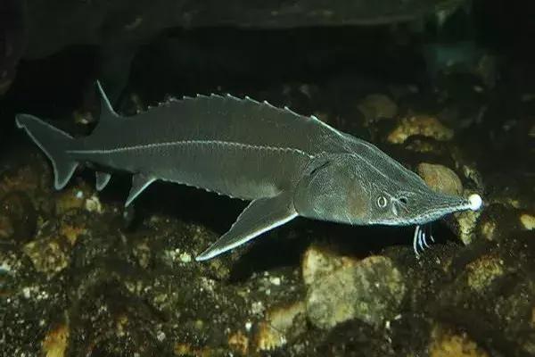 代购骗局揭秘朋友圈,代购骗局朋友圈