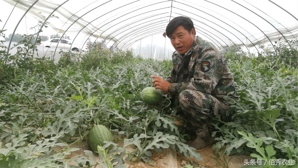 露天种植西瓜能赚钱吗农村,农村人种菜赚钱