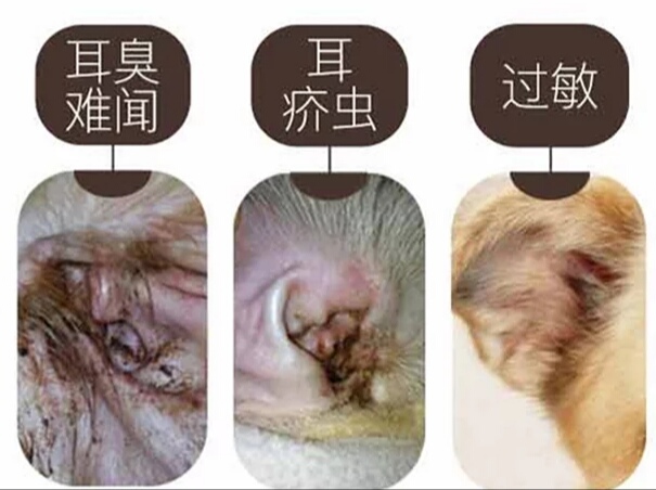 龙猫检查,龙猫耳道清理