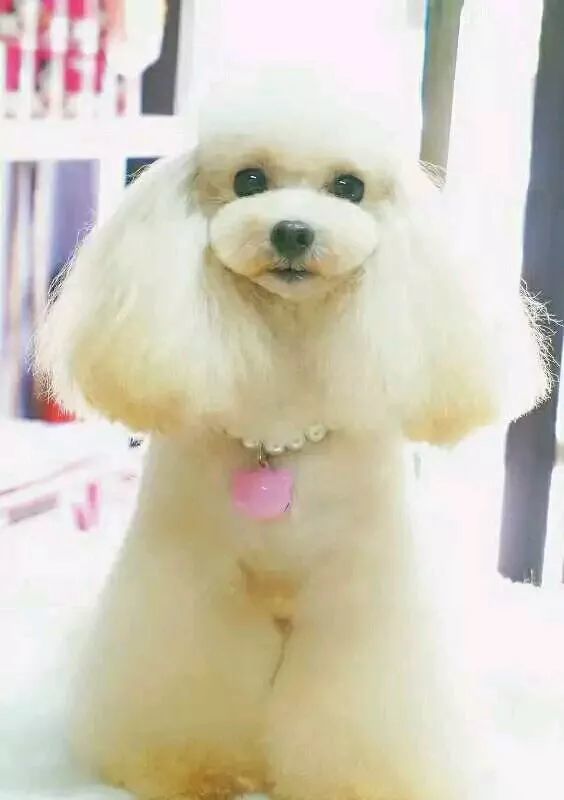 泰迪生完孩子情况,泰迪妈妈生崽