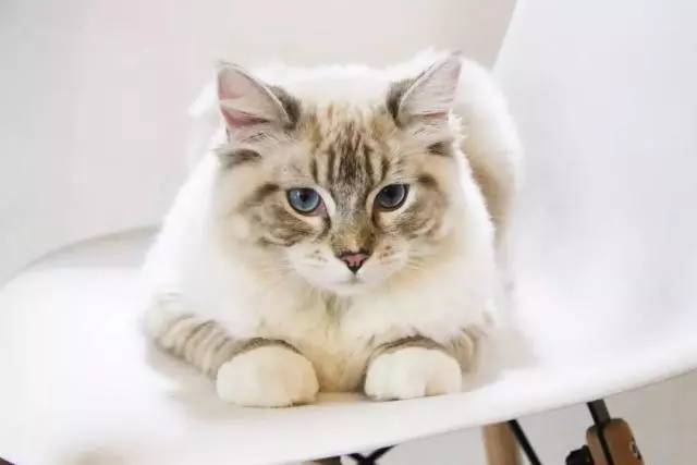 世界杯看球攻略图,魔都烧烤撸串地图