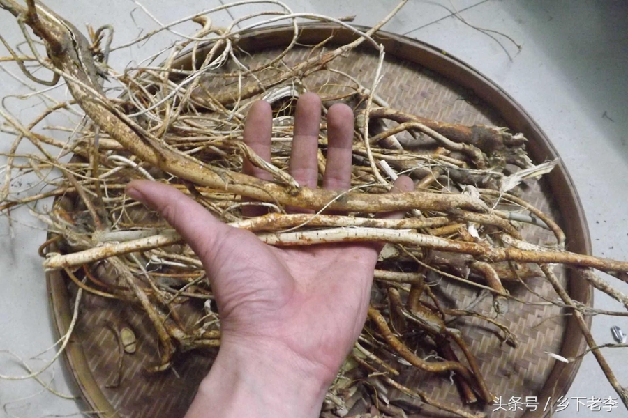 清肺补气润肺煲汤药材,用什么煲汤清肝润肺