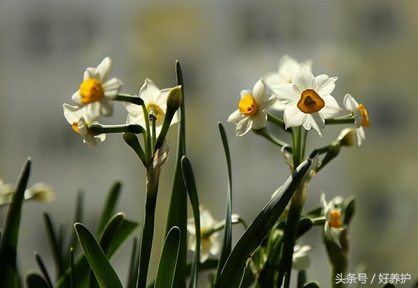 庭院种上这9大香花,花香四溢!