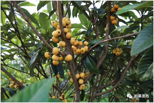 如皋这个地方种了一种神奇的树！树上会掉“金蛋”，“无涌”的人去“抢”！