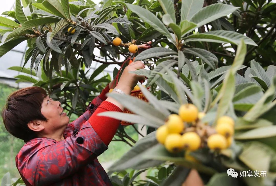 如皋这个地方种了一种神奇的树！树上会掉“金蛋”，“无涌”的人去“抢”！