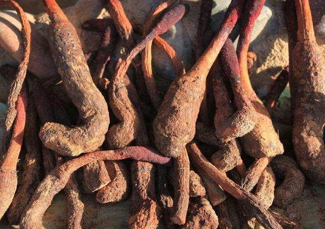 锁阳打粉怎么吃,锁阳打粉吃有什么效果