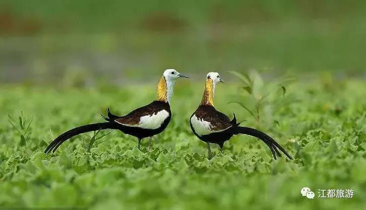 颜值很高,快看!“凤凰”飞回江都花鱼塘啦……周末约拍!