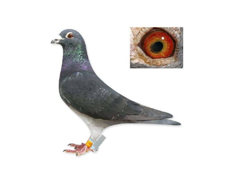 想养好鸽子必须做到以下四件事,初养鸽子你要准备的几样东西