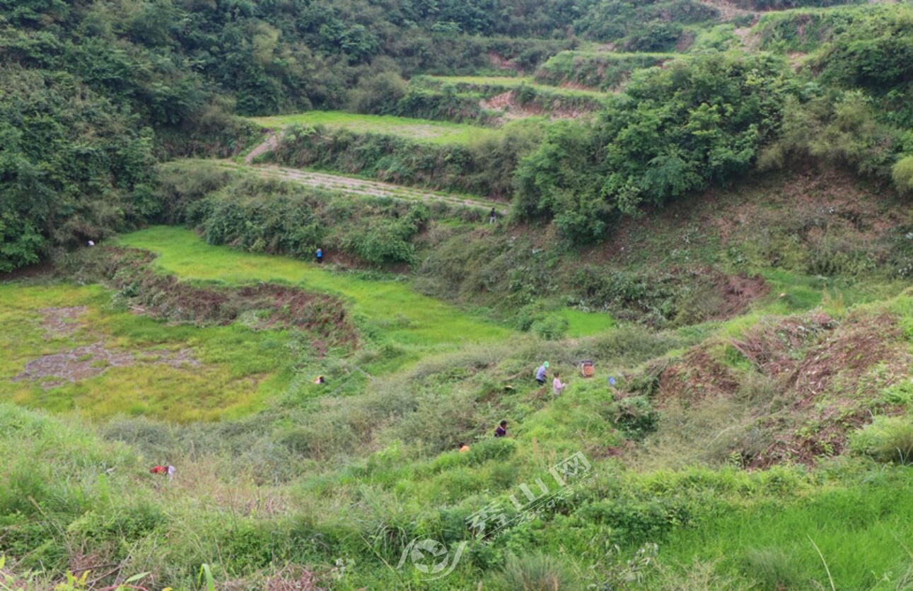 清溪葛麻村：荒山变茶山村民变股民
