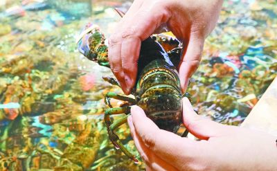 为什么蛏子越来越肥,蛏子买回来全是水