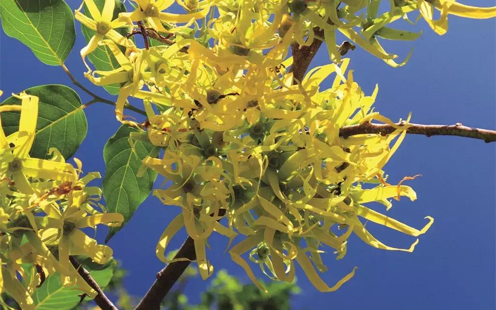 芳香传奇护肤品,芳香传奇诗丽堂