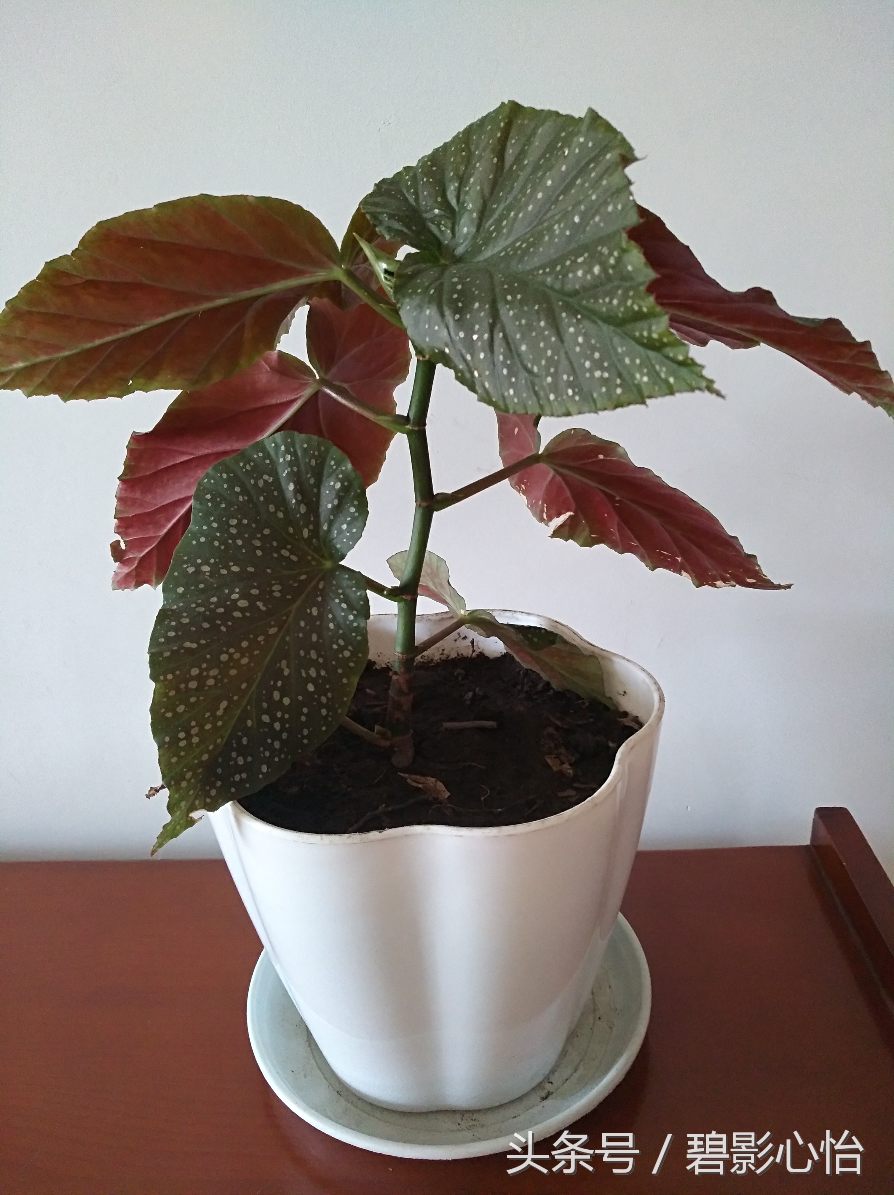 花痴絮花语，赏花好心情