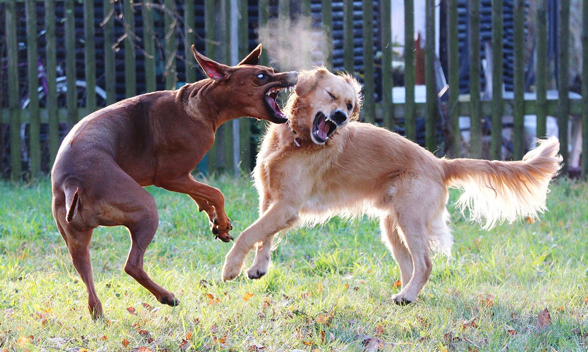 两只狗不能和谐相处怎么办,家养两个狗该怎么和平相处