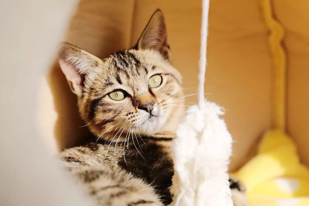 超级推荐的猫,推荐猫最爱吃的东西还很便宜