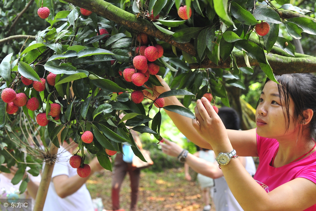 荔枝开摘了！粤西最全荔枝园农家乐情报分享广东吃货约起！