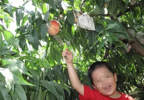 成都摘桃子地方推荐,桃子熟了去摘桃