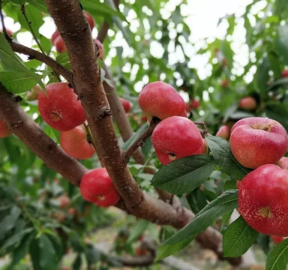 成都摘桃子地方推荐,桃子熟了去摘桃