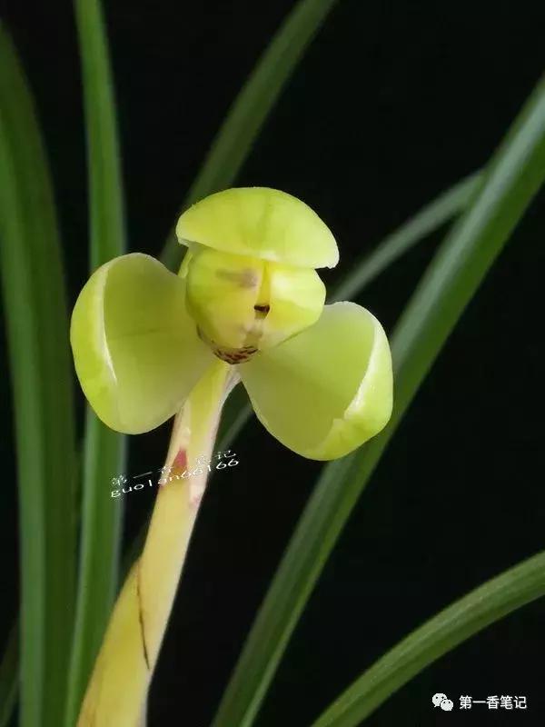 [花开欣赏]0228：高抗性的春兰“定缘梅”经典呈现
