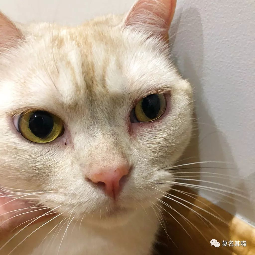 猫杏眼和圆眼的区别图,猫的第三眼睑是什么